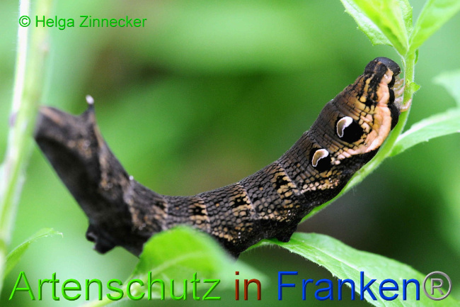 © Artenschutz in Franken® / Helga Zinnecker Bild zum Eintrag (1055461-160)