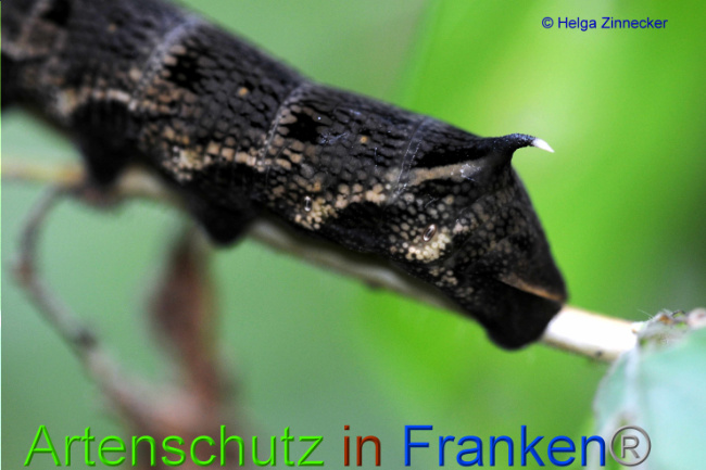© Artenschutz in Franken® / Helga Zinnecker Bild zum Eintrag (1055465-160)