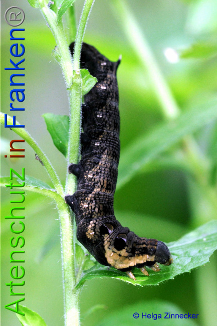 © Artenschutz in Franken® / Helga Zinnecker Bild zum Eintrag (1055467-160)