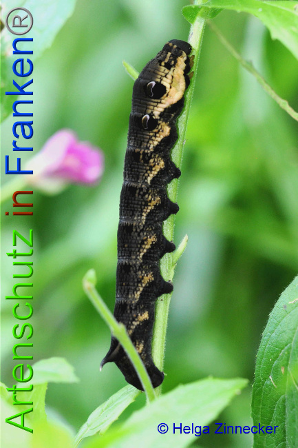 © Artenschutz in Franken® / Helga Zinnecker Bild zum Eintrag (1055468-160)