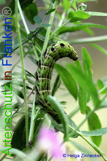 © Artenschutz in Franken® / Helga Zinnecker Bild zum Eintrag (1055469-160)