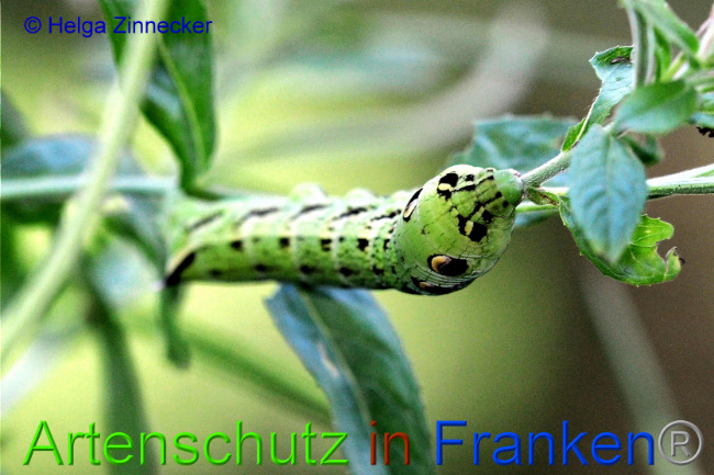 © Artenschutz in Franken® / Helga Zinnecker Bild zum Eintrag (1055472-160)