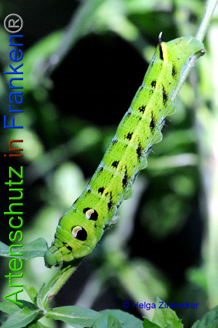 © Artenschutz in Franken® / Helga Zinnecker Bild zum Eintrag (1055473-160)