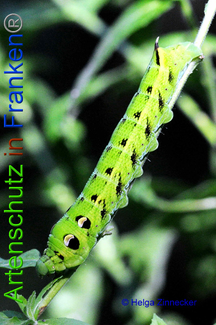 © Artenschutz in Franken® / Helga Zinnecker Bild zum Eintrag (1055475-160)