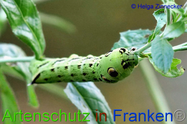 © Artenschutz in Franken® / Helga Zinnecker Bild zum Eintrag (1055476-160)