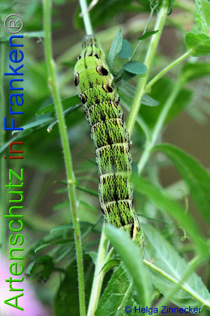 © Artenschutz in Franken® / Helga Zinnecker Bild zum Eintrag (1055477-160)