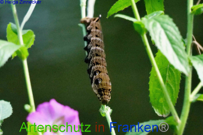 © Artenschutz in Franken® / Helga Zinnecker Bild zum Eintrag (1055479-160)