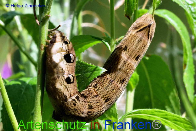 © Artenschutz in Franken® / Helga Zinnecker Bild zum Eintrag (1055481-160)