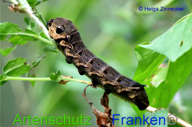 © Artenschutz in Franken® / Helga Zinnecker Bild zum Eintrag (1055483-160)
