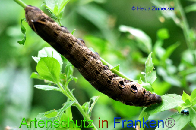© Artenschutz in Franken® / Helga Zinnecker Bild zum Eintrag (1055484-160)