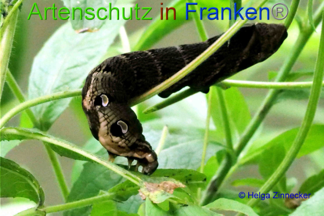 © Artenschutz in Franken® / Helga Zinnecker Bild zum Eintrag (1055485-160)