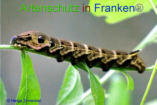 © Artenschutz in Franken® / Helga Zinnecker Bild zum Eintrag (1055488-160)
