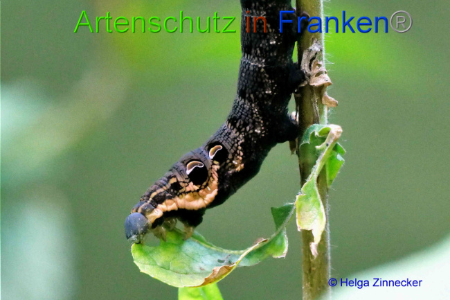 © Artenschutz in Franken® / Helga Zinnecker Bild zum Eintrag (1055489-160)