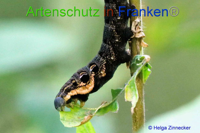 © Artenschutz in Franken® / Helga Zinnecker Bild zum Eintrag (1055490-160)
