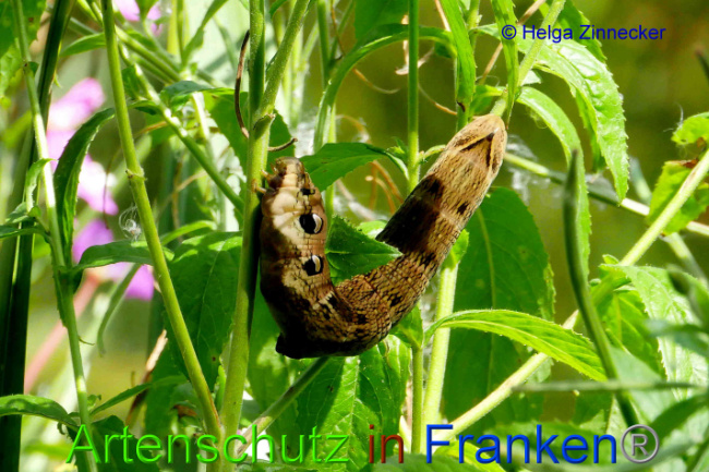 © Artenschutz in Franken® / Helga Zinnecker Bild zum Eintrag (1055491-160)