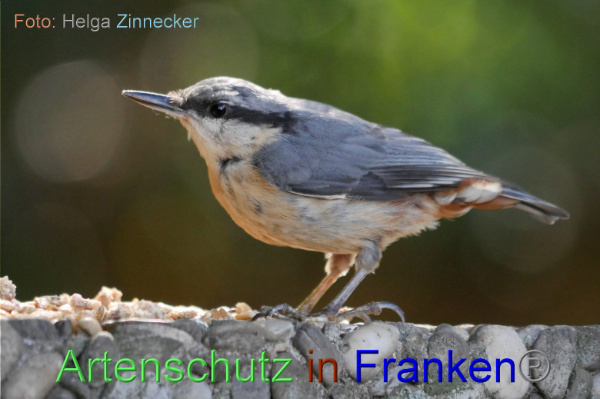 © Artenschutz in Franken® / Helga Zinnecker Bild zum Eintrag (1055526-160)