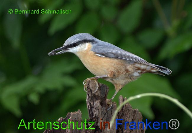 © Artenschutz in Franken® / Bernhard Schmalisch Bild zum Eintrag (1055532-160)