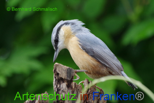 © Artenschutz in Franken® / Bernhard Schmalisch Bild zum Eintrag (1055534-160)