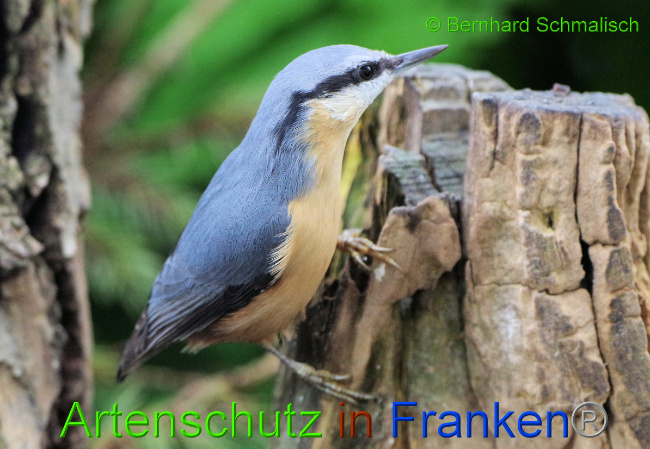 © Artenschutz in Franken® / Bernhard Schmalisch Bild zum Eintrag (1055538-160)
