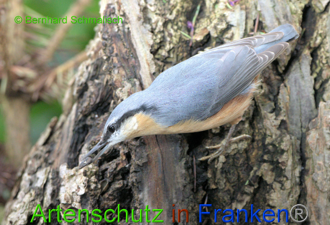 © Artenschutz in Franken® / Bernhard Schmalisch Bild zum Eintrag (1055539-160)