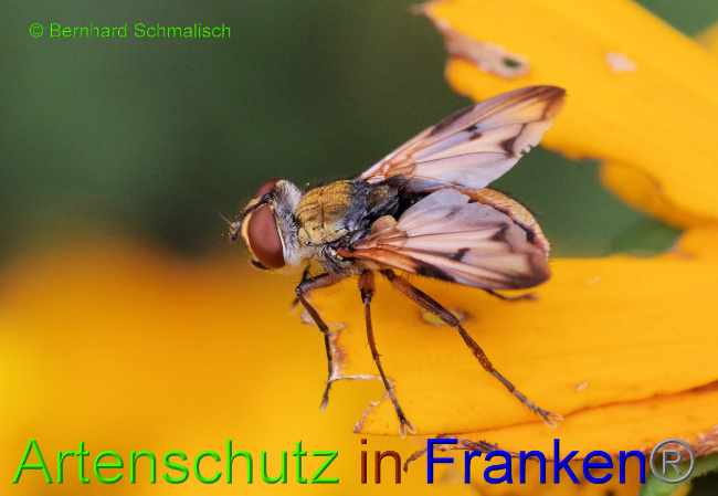 © Artenschutz in Franken® / Bernhard Schmalisch Bild zum Eintrag (1055589-160)