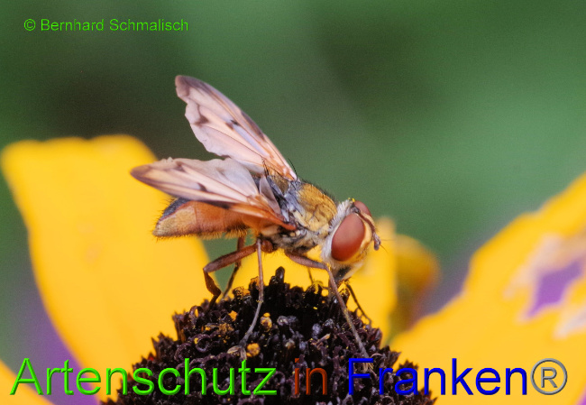 © Artenschutz in Franken® / Bernhard Schmalisch Bild zum Eintrag (1055592-160)