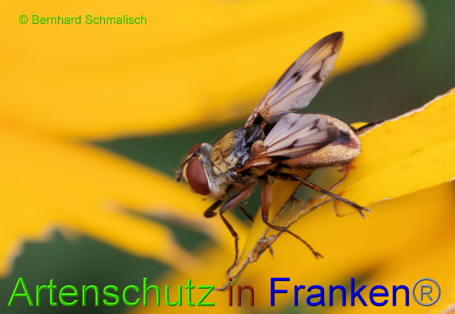 © Artenschutz in Franken® / Bernhard Schmalisch Bild zum Eintrag (1055593-160)