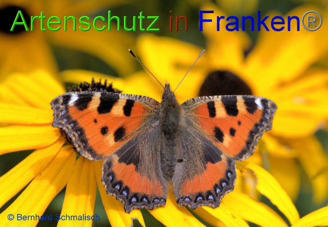 © Artenschutz in Franken® / Bernhard Schmalisch Bild zum Eintrag (1055608-160)