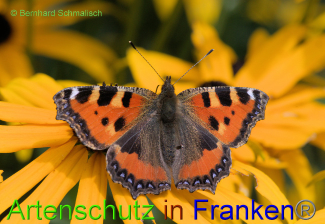 © Artenschutz in Franken® / Bernhard Schmalisch Bild zum Eintrag (1055609-160)