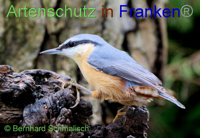 © Artenschutz in Franken® / Bernhard Schmalisch Bild zum Eintrag (1055636-160)