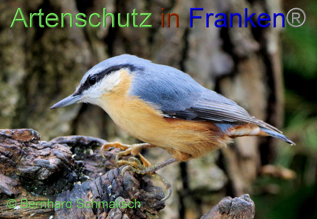 © Artenschutz in Franken® / Bernhard Schmalisch Bild zum Eintrag (1055637-160)