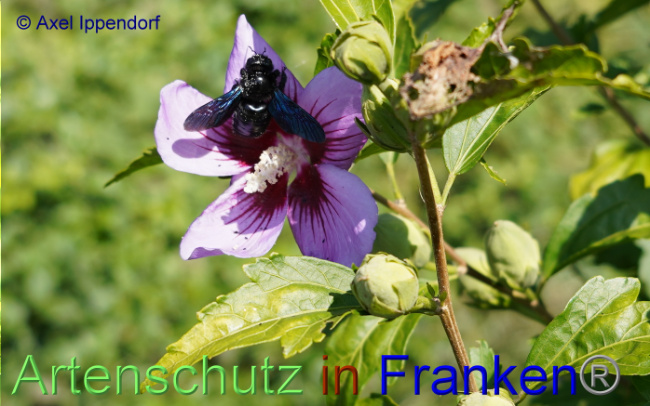 © Artenschutz in Franken® / Axel Ippendorf Bild zum Eintrag (1055825-160)