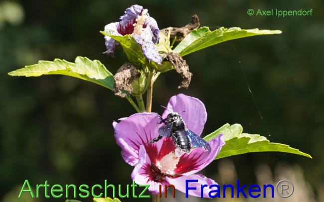 © Artenschutz in Franken® / Axel Ippendorf Bild zum Eintrag (1055826-160)