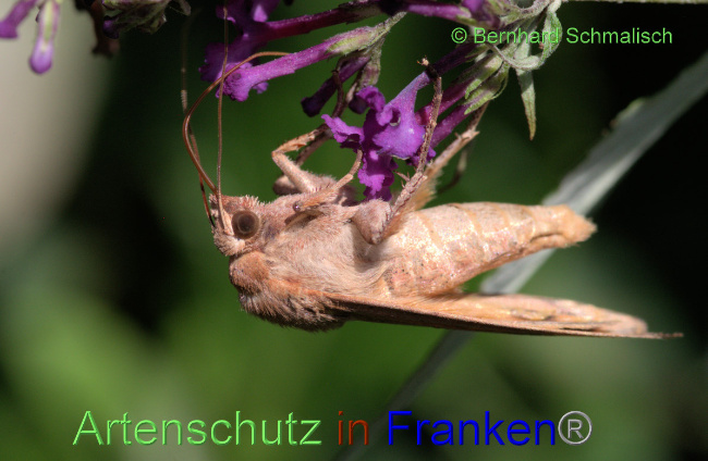 © Artenschutz in Franken® / Bernhard Schmalisch Bild zum Eintrag (1055849-160)