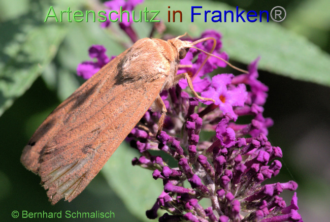 © Artenschutz in Franken® / Bernhard Schmalisch Bild zum Eintrag (1055850-160)