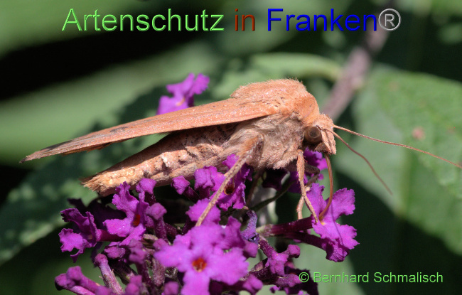 © Artenschutz in Franken® / Bernhard Schmalisch Bild zum Eintrag (1055851-160)