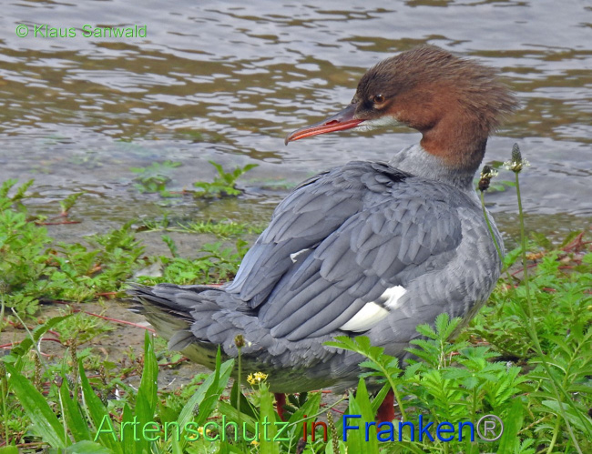 © Artenschutz in Franken® / Klaus Sanwald Bild zum Eintrag (1055962-160)