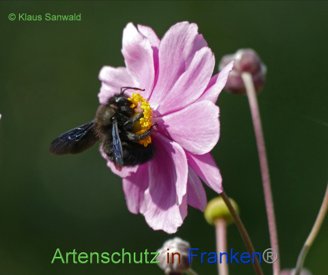© Artenschutz in Franken® / Klaus Sanwald Bild zum Eintrag (1055964-160)