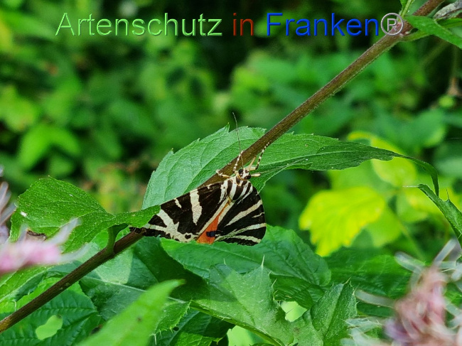 © Artenschutz in Franken® / Ute Kaiser Bild zum Eintrag (1056028-160)