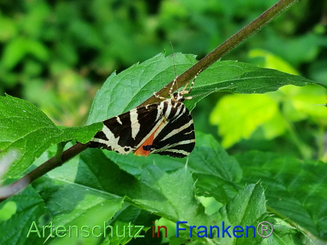 © Artenschutz in Franken® / Ute Kaiser Bild zum Eintrag (1056029-160)
