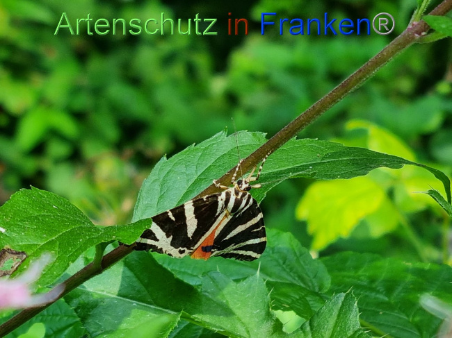 © Artenschutz in Franken® / Ute Kaiser Bild zum Eintrag (1056030-160)
