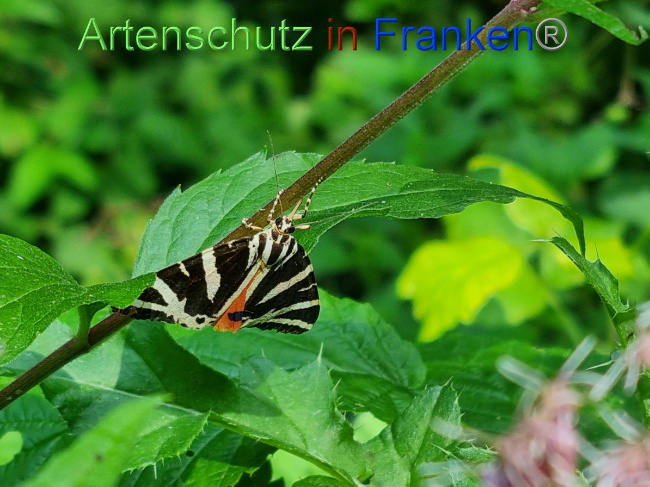 © Artenschutz in Franken® / Ute Kaiser Bild zum Eintrag (1056032-160)