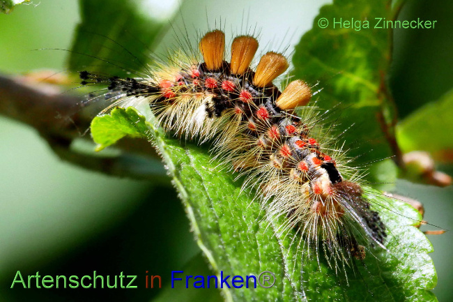© Artenschutz in Franken® / Helga Zinnecker Bild zum Eintrag (1056065-160)