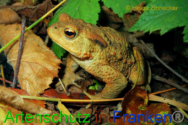 © Artenschutz in Franken® / Helga Zinnecker Bild zum Eintrag (1056383-160)