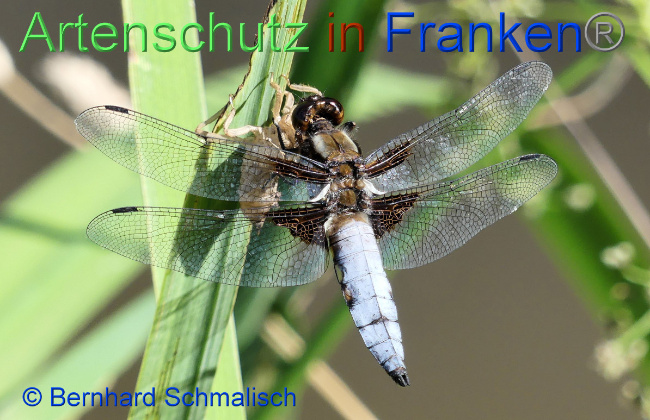© Artenschutz in Franken® / Bernhard Schmalisch Bild zum Eintrag (1056504-160)