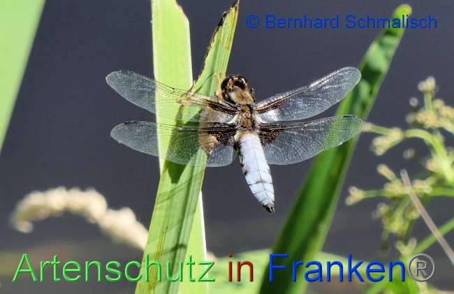 © Artenschutz in Franken® / Bernhard Schmalisch Bild zum Eintrag (1056505-160)