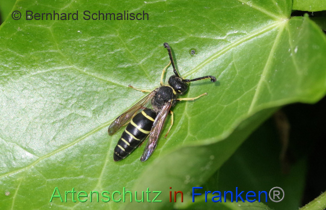 © Artenschutz in Franken® / Bernhard Schmalisch Bild zum Eintrag (1056522-160)