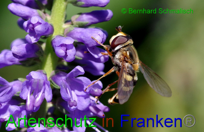 © Artenschutz in Franken® / Bernhard Schmalisch Bild zum Eintrag (1056701-160)