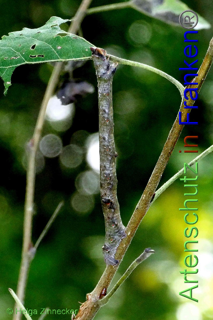 © Artenschutz in Franken® / Helga Zinnecker Bild zum Eintrag (1056721-160)
