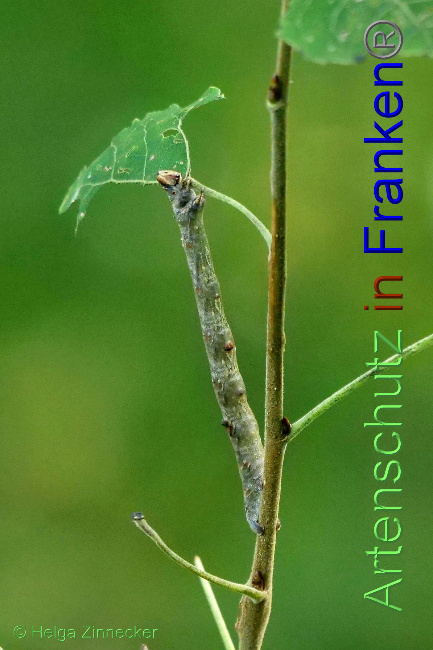 © Artenschutz in Franken® / Helga Zinnecker Bild zum Eintrag (1056722-160)